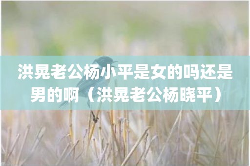 洪晃老公杨小平是女的吗还是男的啊（洪晃老公杨晓平）