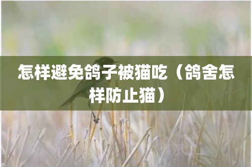 怎样避免鸽子被猫吃（鸽舍怎样防止猫）