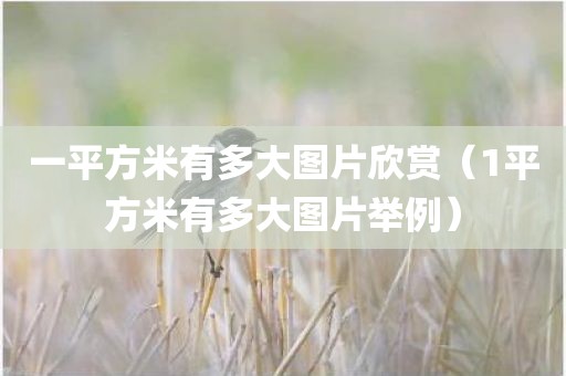 一平方米有多大图片欣赏（1平方米有多大图片举例）