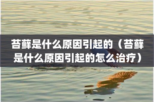 苔藓是什么原因引起的（苔藓是什么原因引起的怎么治疗）