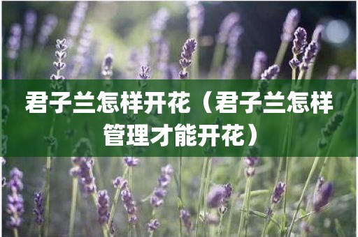 君子兰怎样开花（君子兰怎样管理才能开花）