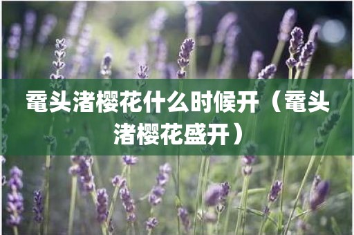 鼋头渚樱花什么时候开（鼋头渚樱花盛开）