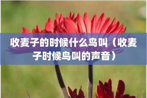 收麦子的时候什么鸟叫（收麦子时候鸟叫的声音）