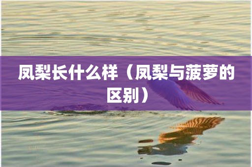 凤梨长什么样（凤梨与菠萝的区别）