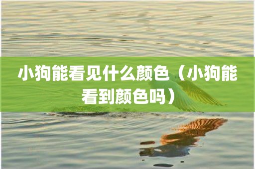 小狗能看见什么颜色（小狗能看到颜色吗）
