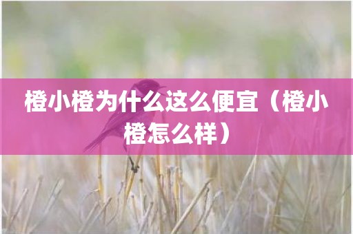 橙小橙为什么这么便宜（橙小橙怎么样）