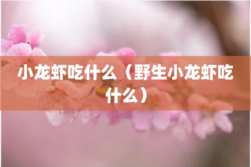 小龙虾吃什么（野生小龙虾吃什么）