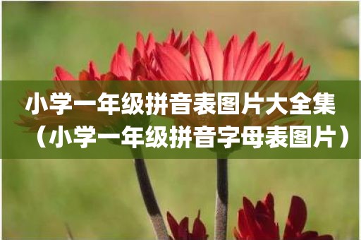 小学一年级拼音表图片大全集（小学一年级拼音字母表图片）