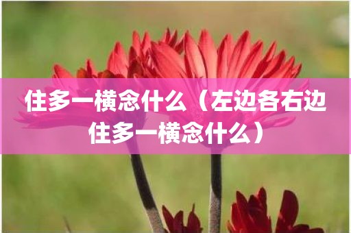 住多一横念什么（左边各右边住多一横念什么）
