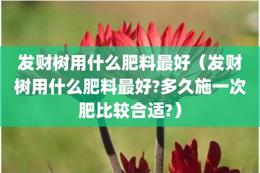 发财树用什么肥料最好（发财树用什么肥料最好?多久施一次肥比较合适?）