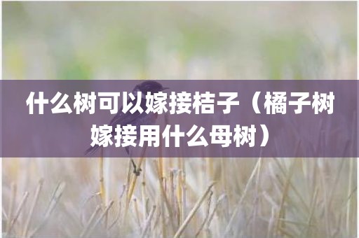 什么树可以嫁接桔子（橘子树嫁接用什么母树）