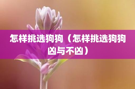 怎样挑选狗狗（怎样挑选狗狗凶与不凶）