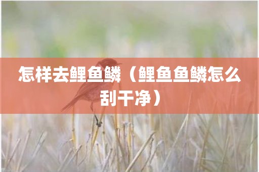怎样去鲤鱼鳞（鲤鱼鱼鳞怎么刮干净）
