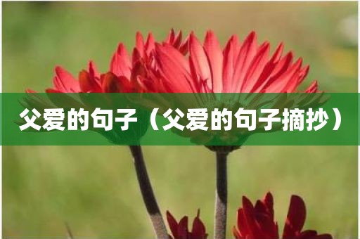 父爱的句子(父爱的句子摘抄)