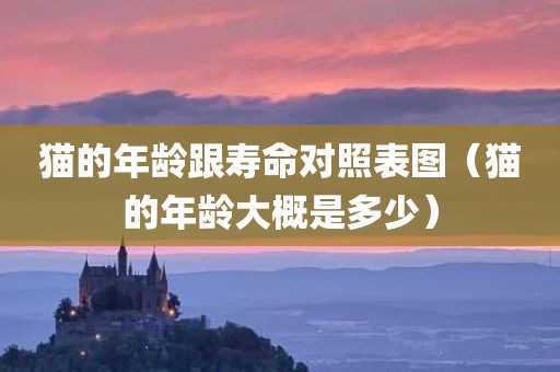 猫的年龄跟寿命对照表图（猫的年龄大概是多少）