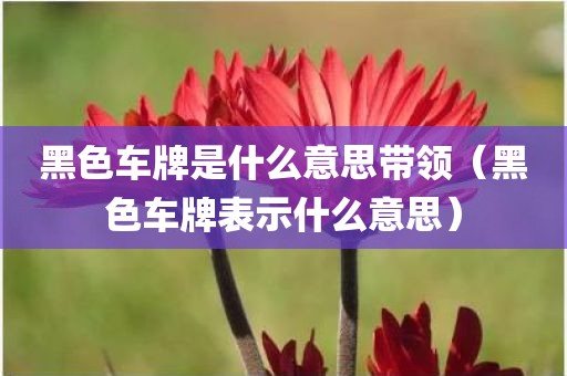 黑色车牌是什么意思带领（黑色车牌表示什么意思）