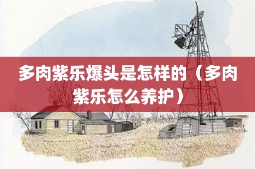 多肉紫乐爆头是怎样的（多肉紫乐怎么养护）