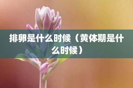 排卵是什么时候（黄体期是什么时候）