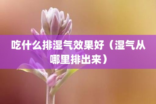 吃什么排湿气效果好（湿气从哪里排出来）