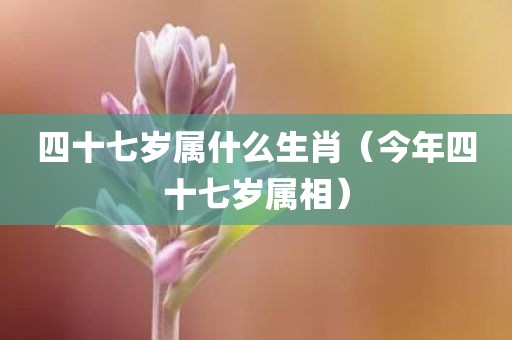 四十七岁属什么生肖（今年四十七岁属相）