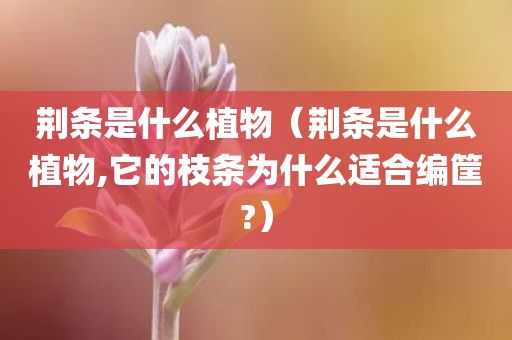 荆条是什么植物（荆条是什么植物,它的枝条为什么适合编筐?）