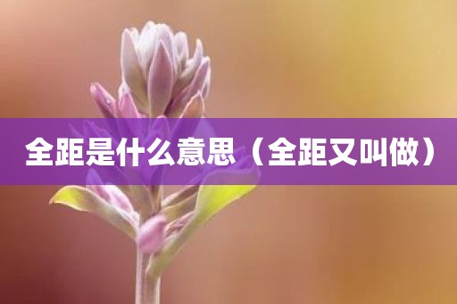 全距是什么意思（全距又叫做）