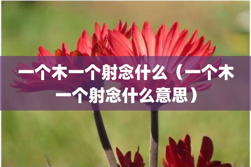 一个木一个射念什么（一个木一个射念什么意思）