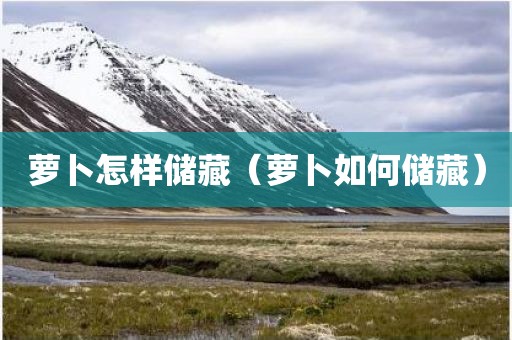 萝卜怎样储藏（萝卜如何储藏）
