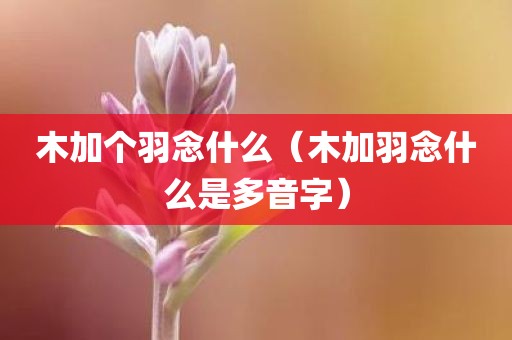 木加个羽念什么（木加羽念什么是多音字）