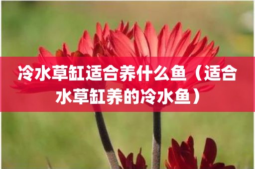 冷水草缸适合养什么鱼（适合水草缸养的冷水鱼）