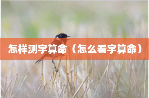 怎样测字算命（怎么看字算命）