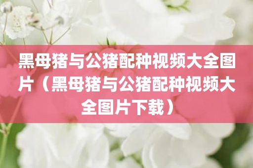 黑母猪与公猪配种视频大全图片（黑母猪与公猪配种视频大全图片下载）