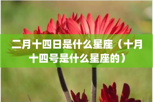二月十四日是什么星座（十月十四号是什么星座的）