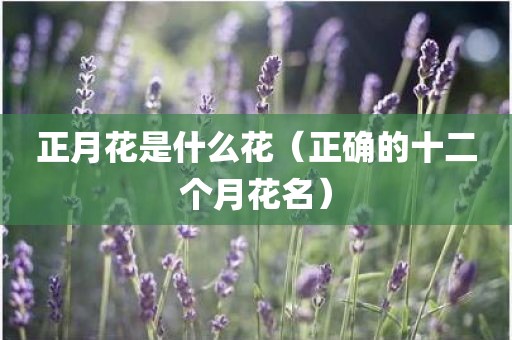 正月花是什么花（正确的十二个月花名）