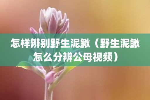 怎样辨别野生泥鳅（野生泥鳅怎么分辨公母视频）
