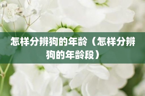 怎样分辨狗的年龄（怎样分辨狗的年龄段）