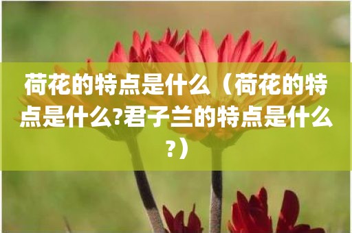 荷花的特点是什么（荷花的特点是什么?君子兰的特点是什么?）
