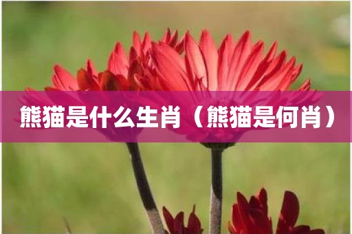 熊猫是什么生肖（熊猫是何肖）