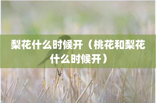 梨花什么时候开（桃花和梨花什么时候开）
