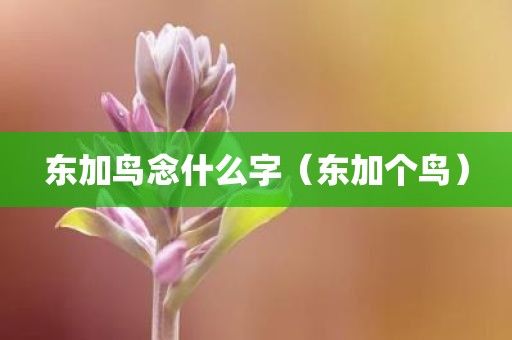 东加鸟念什么字（东加个鸟）