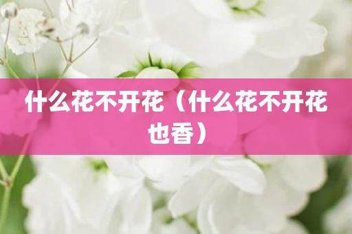 什么花不开花（什么花不开花也香）
