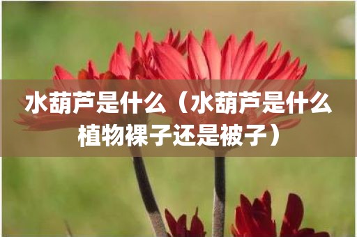 水葫芦是什么（水葫芦是什么植物裸子还是被子）