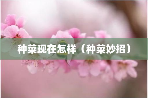 种菜现在怎样（种菜妙招）