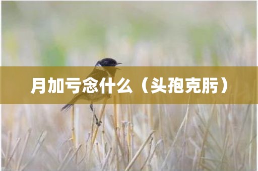 月加亏念什么(头孢克肟) 月加亏念什么(头孢克肟)