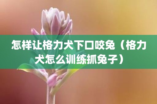 怎样让格力犬下口咬兔（格力犬怎么训练抓兔子）
