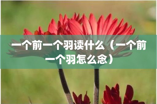 一个前一个羽读什么（一个前一个羽怎么念）