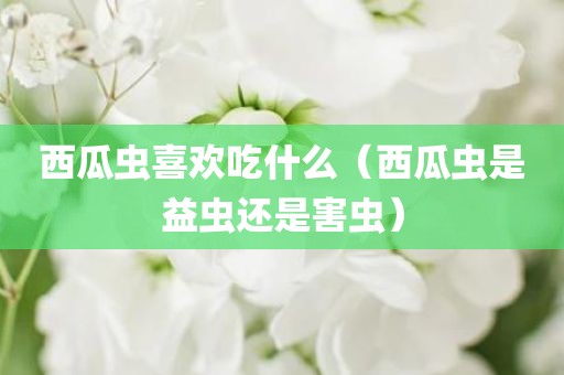 西瓜虫喜欢吃什么（西瓜虫是益虫还是害虫）