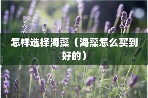 怎样选择海藻（海藻怎么买到好的）