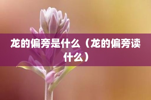 龙的偏旁是什么(龙的偏旁读什么)