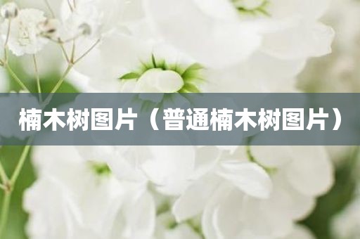 楠木树图片（普通楠木树图片）